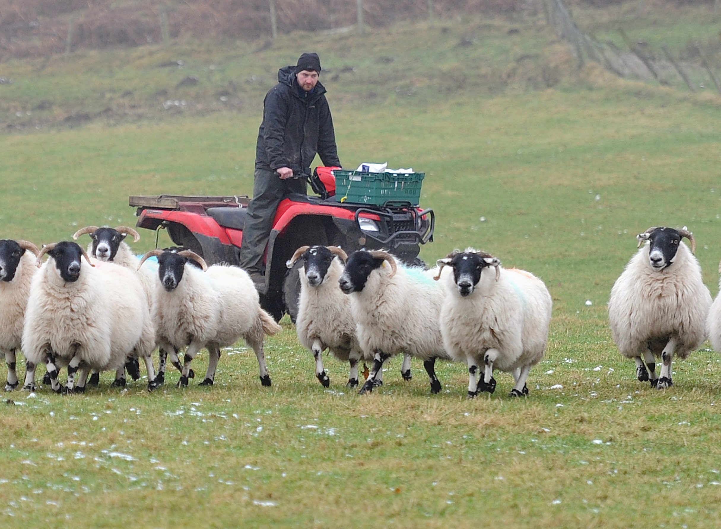 Muthill sheep farmer Tom Paterson with a flock in a field in which some were attacked.