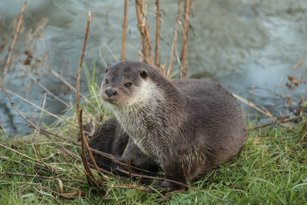 Otter by Frozen Pond