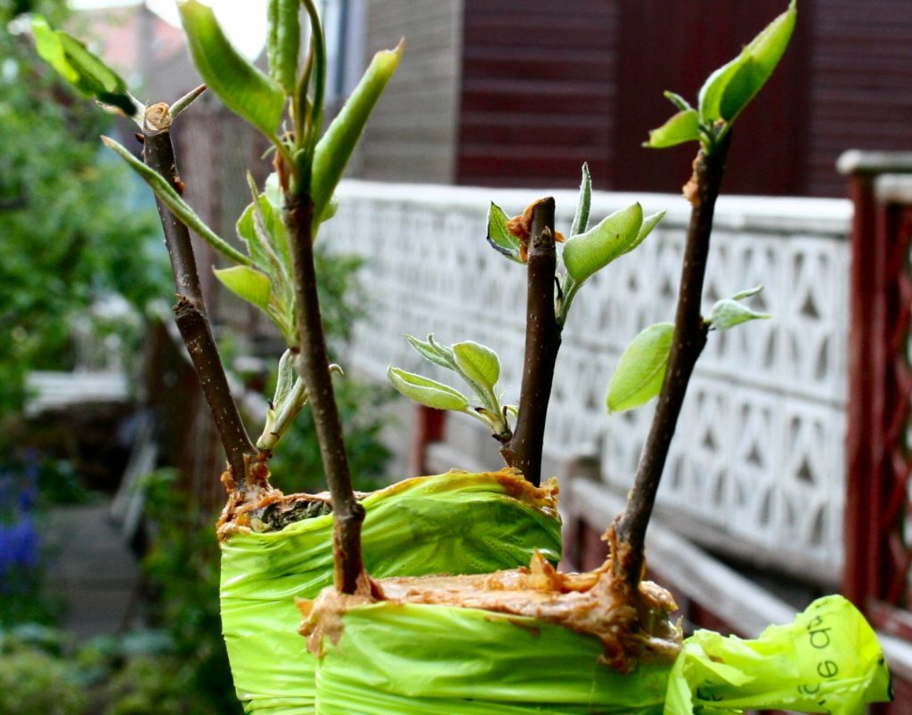 Pear grafts begining to grow