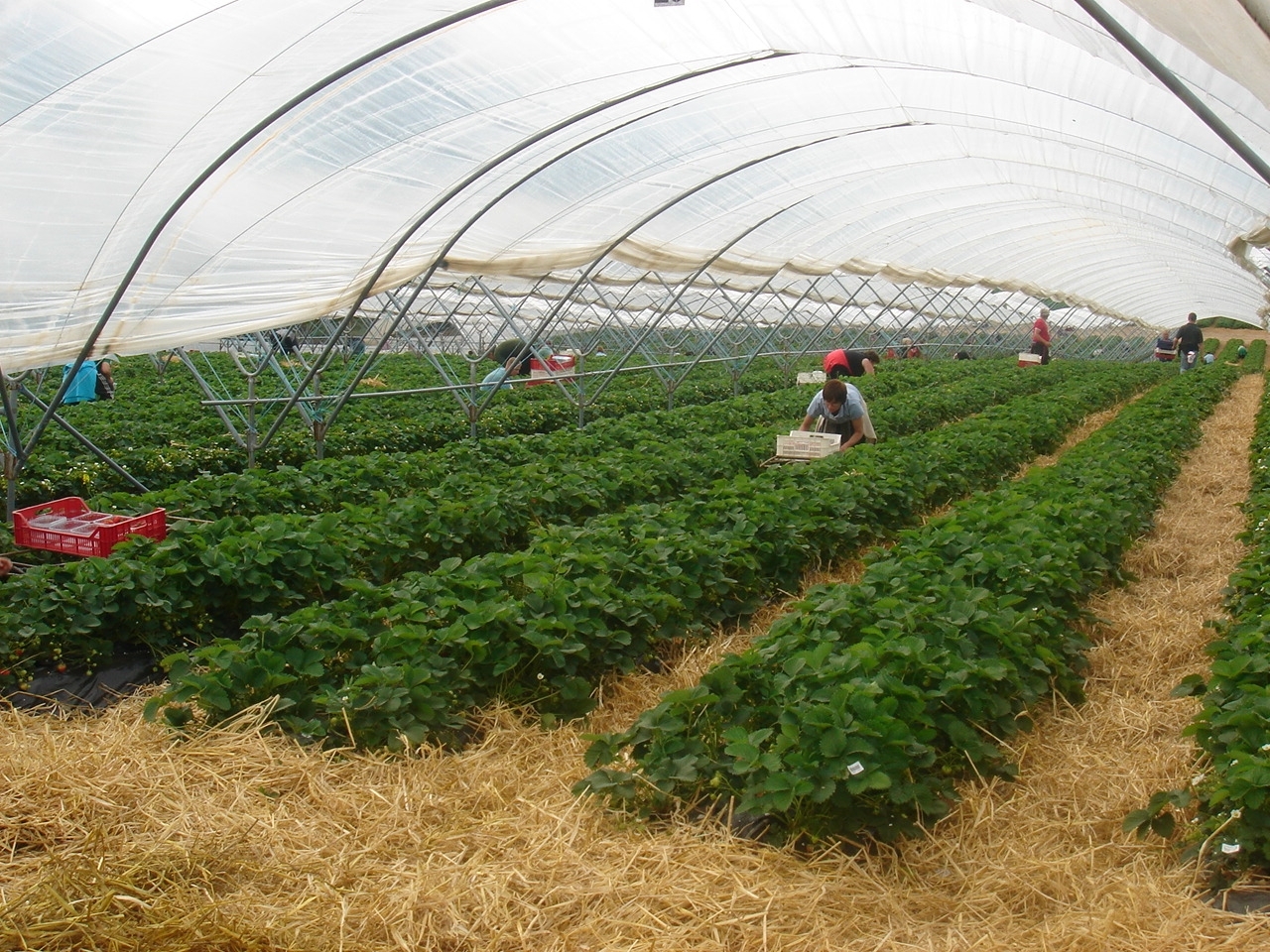 Workers picking fruit at Stewarts of Tayside.