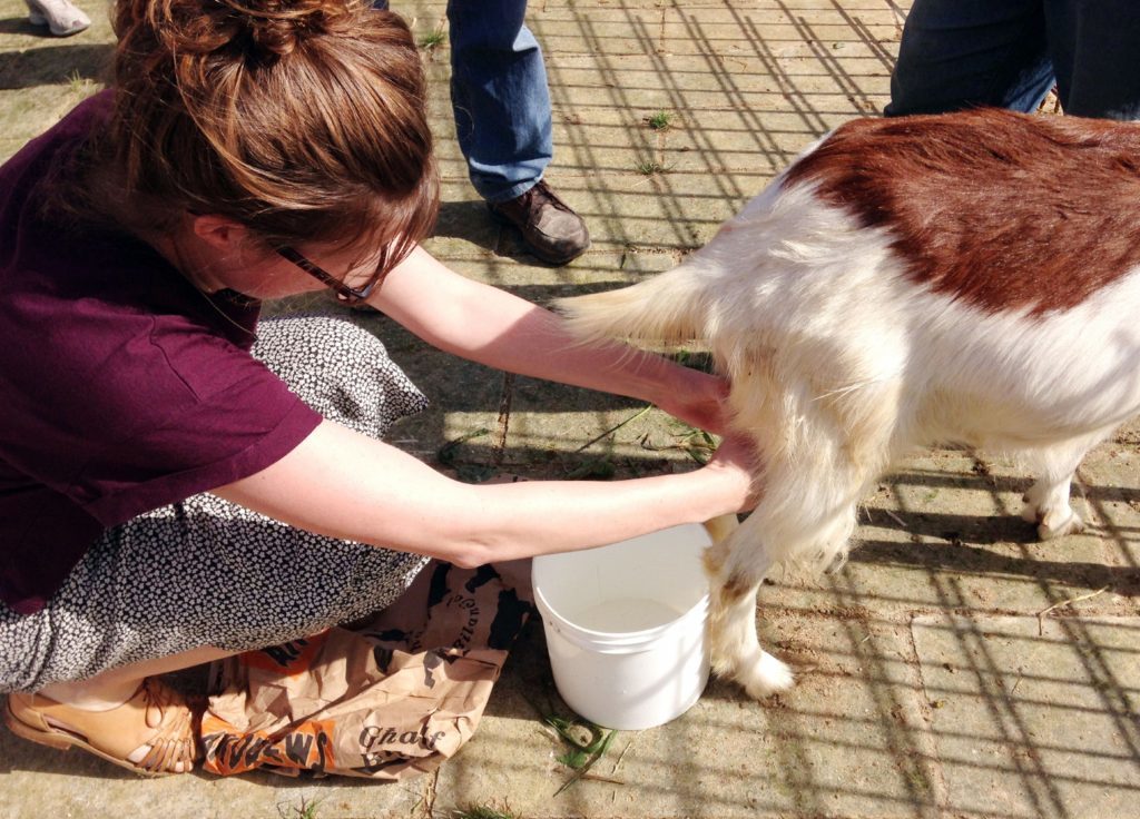 Photo of Ella milking a goat. 