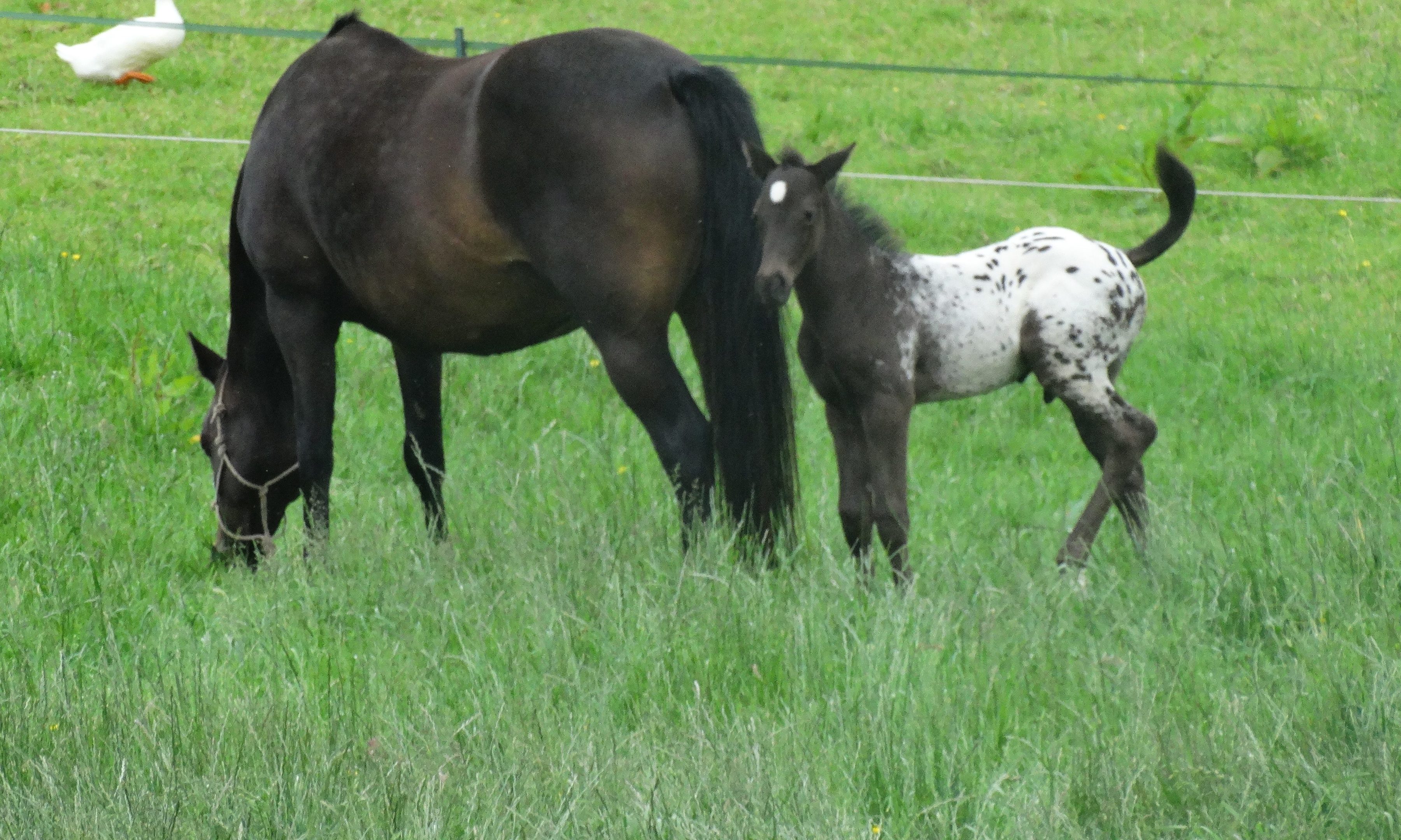 Foals need a supply of horse milk to boost their immune systems. (library photo)