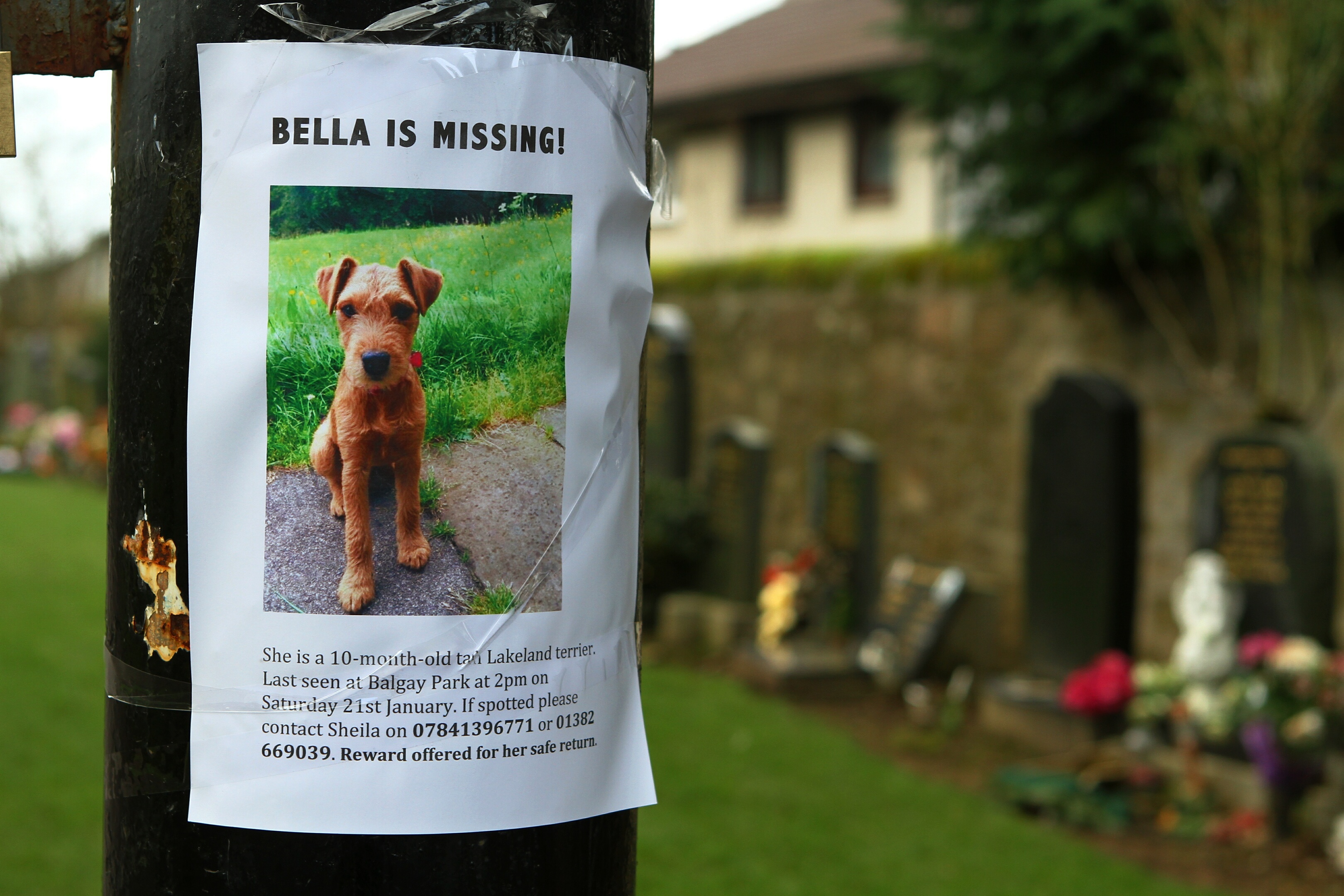 One of the flyers for missing dog Bella, on a post at Balgay Cemetery.