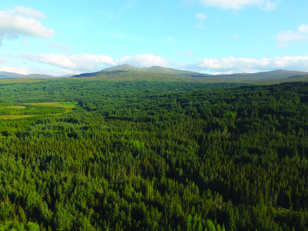 There has been an increase in applications to plant trees this year