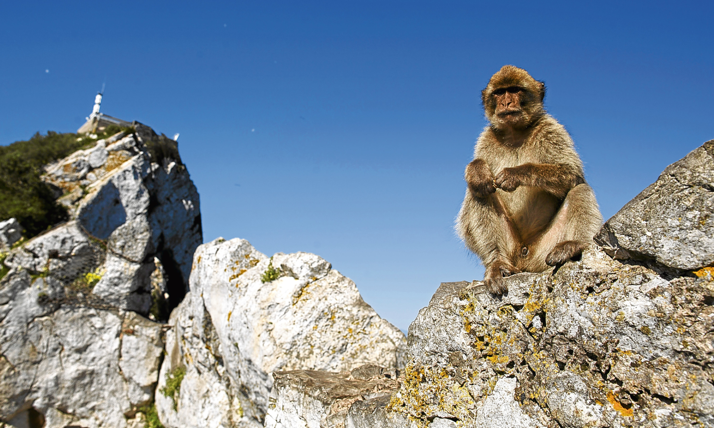 A monkey sits on top of the rock of Gibraltar. The issue of the rock has had anti-Spanish rhetoric spewing forth once more.