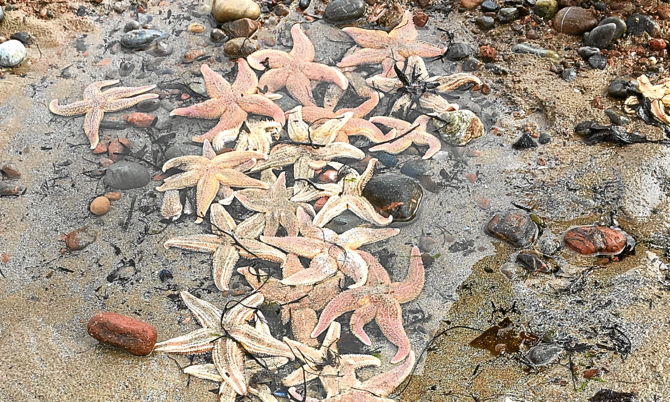 Starfish washed up and stranded on Rosemarkie beach.
