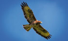 A bird of prey in flight near Kinfauns, Perth and Kinross.