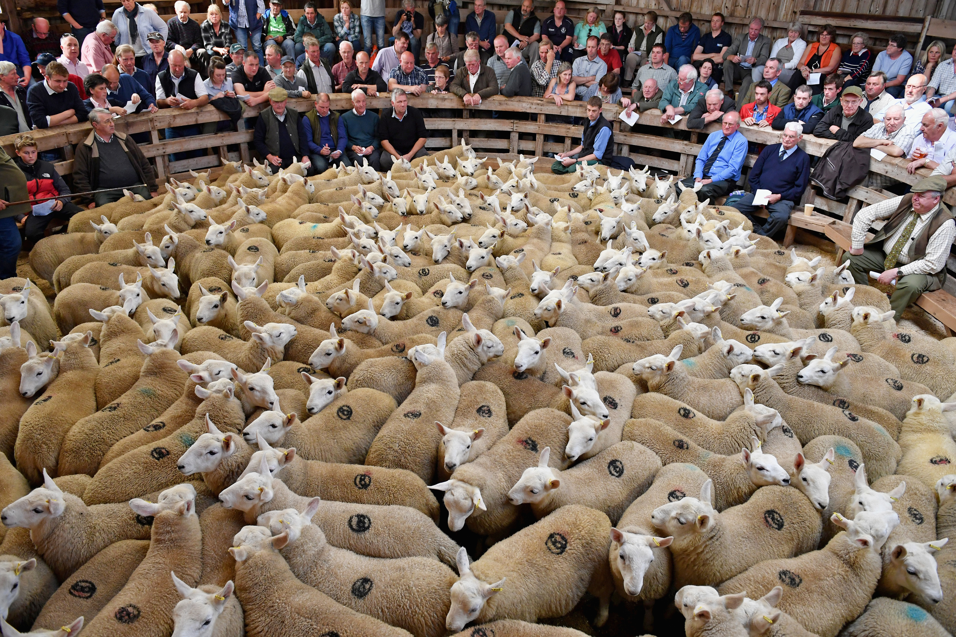 Europe is a key market for Scottish lamb