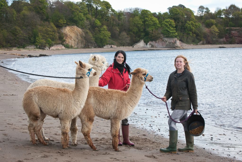 Gayle and Sarah Johnson attempt to lead the alpacas to water.