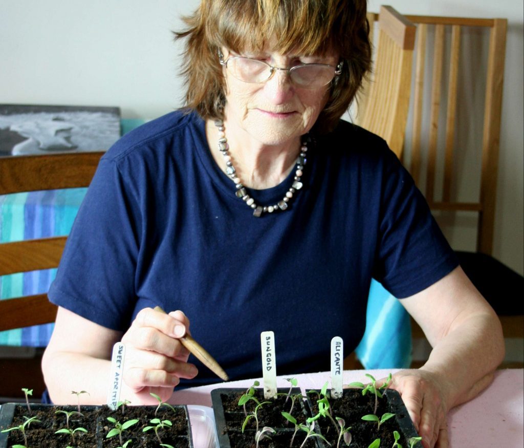Anna transplanting tomato seedlings