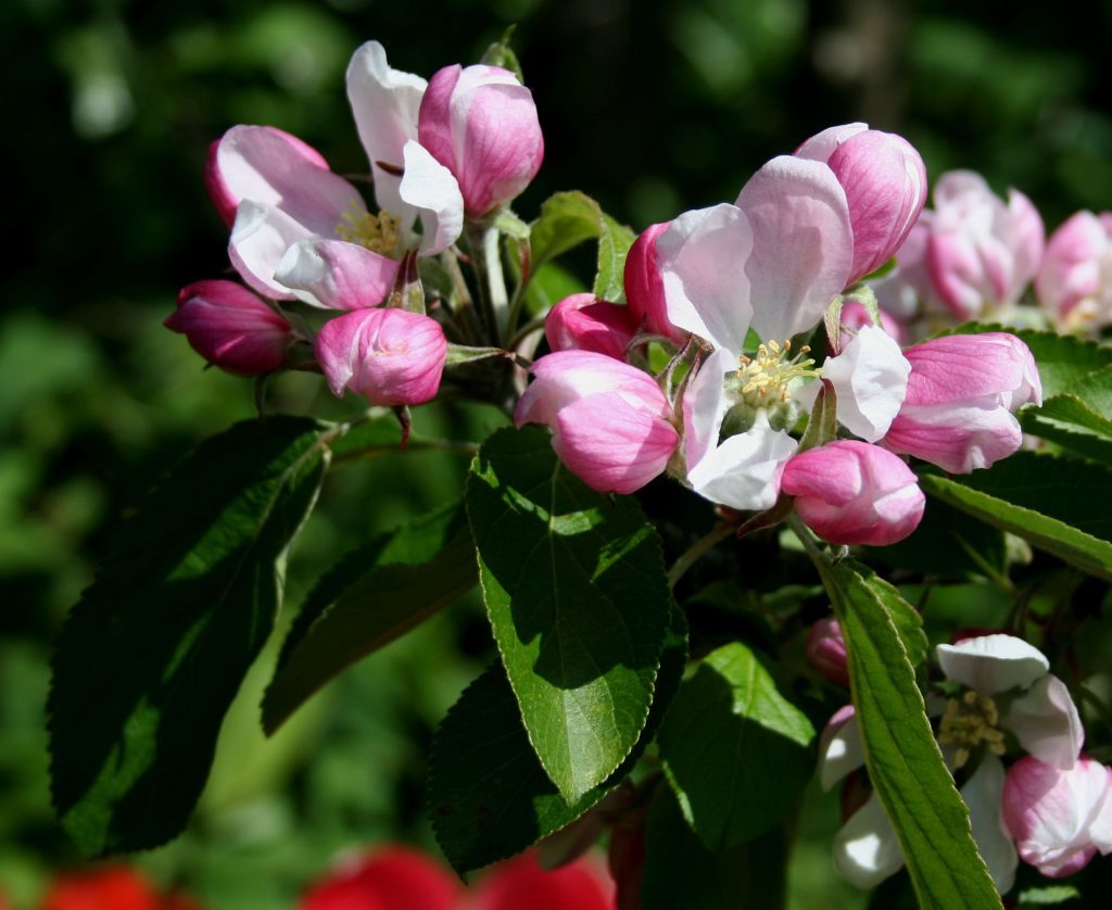 Apple blossom Red Falstaff