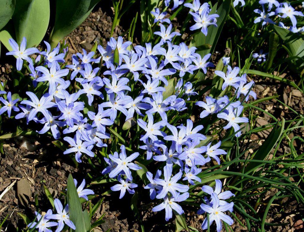 Chionodoxa