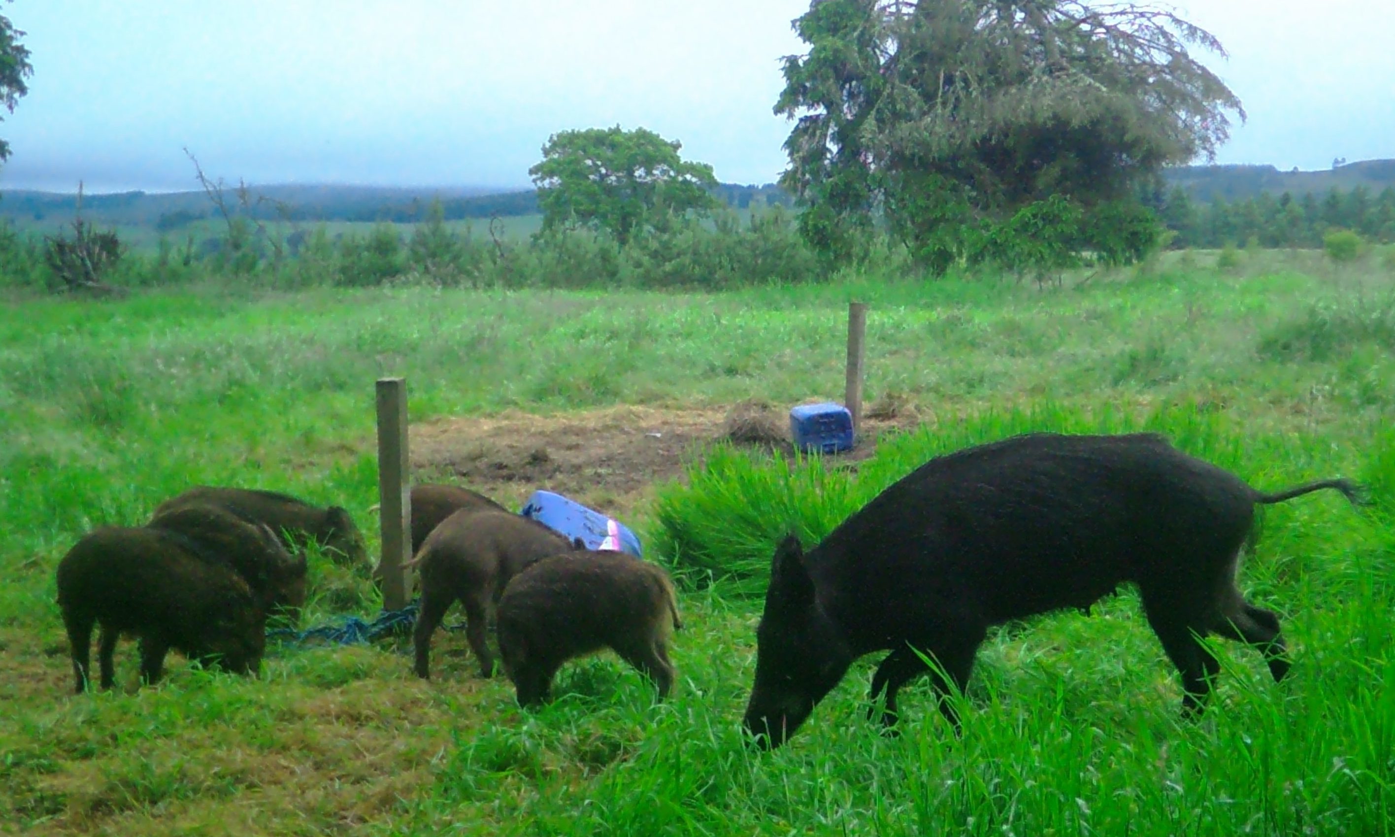 Images of feral boar taken by camera traps in Alyth.