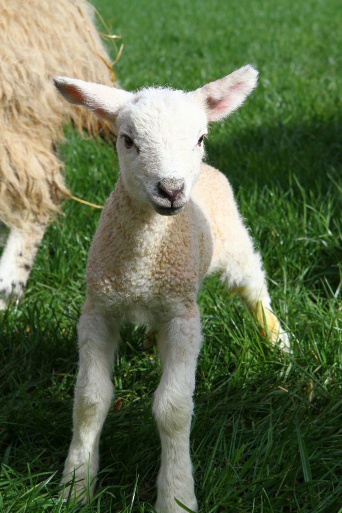 One of the lambs in a field.