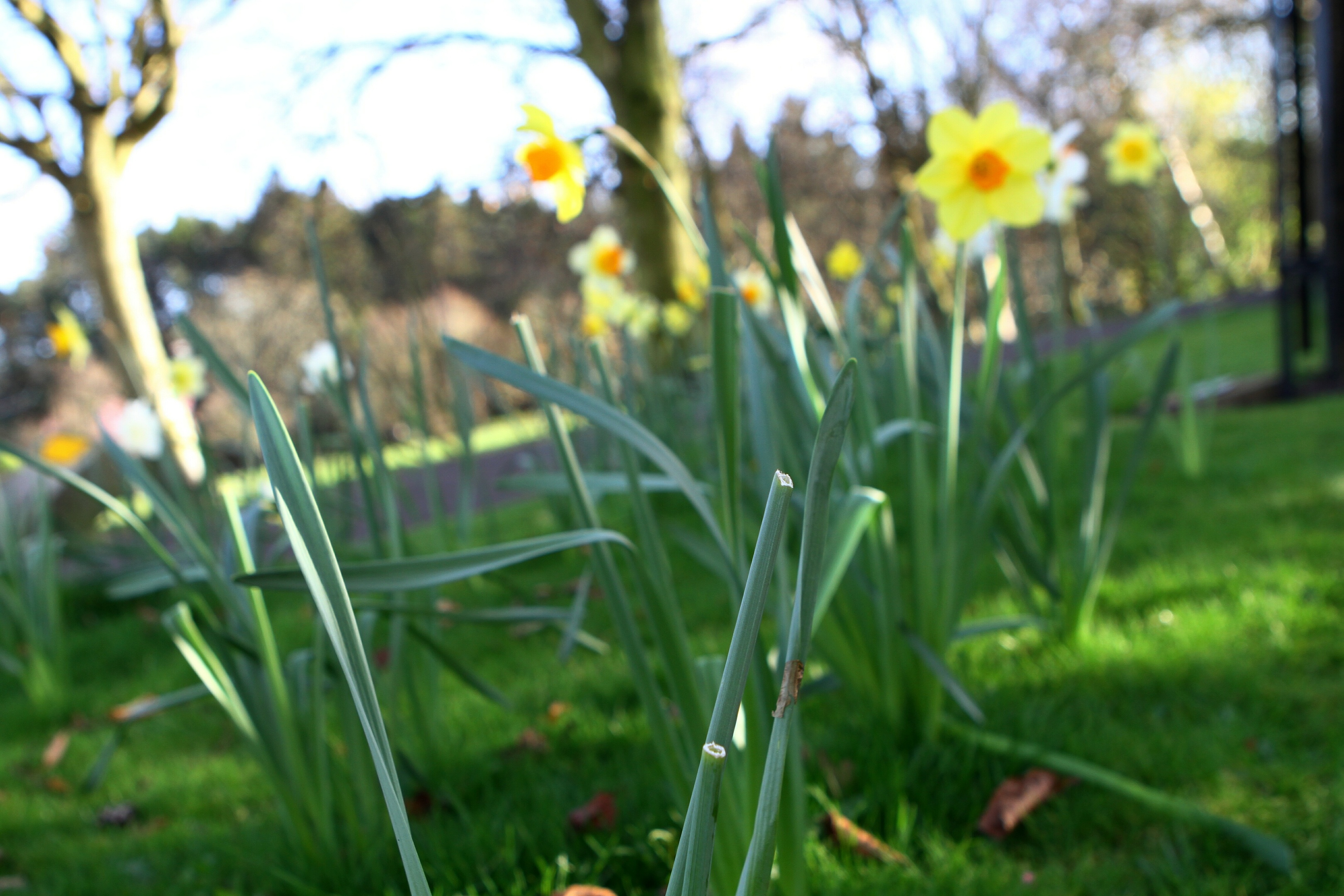 Students broke no law picking daffodils from Lade Braes for scientific study