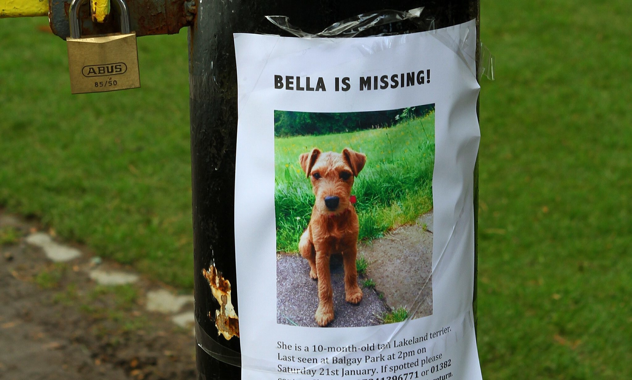 Bella has been missing since January.