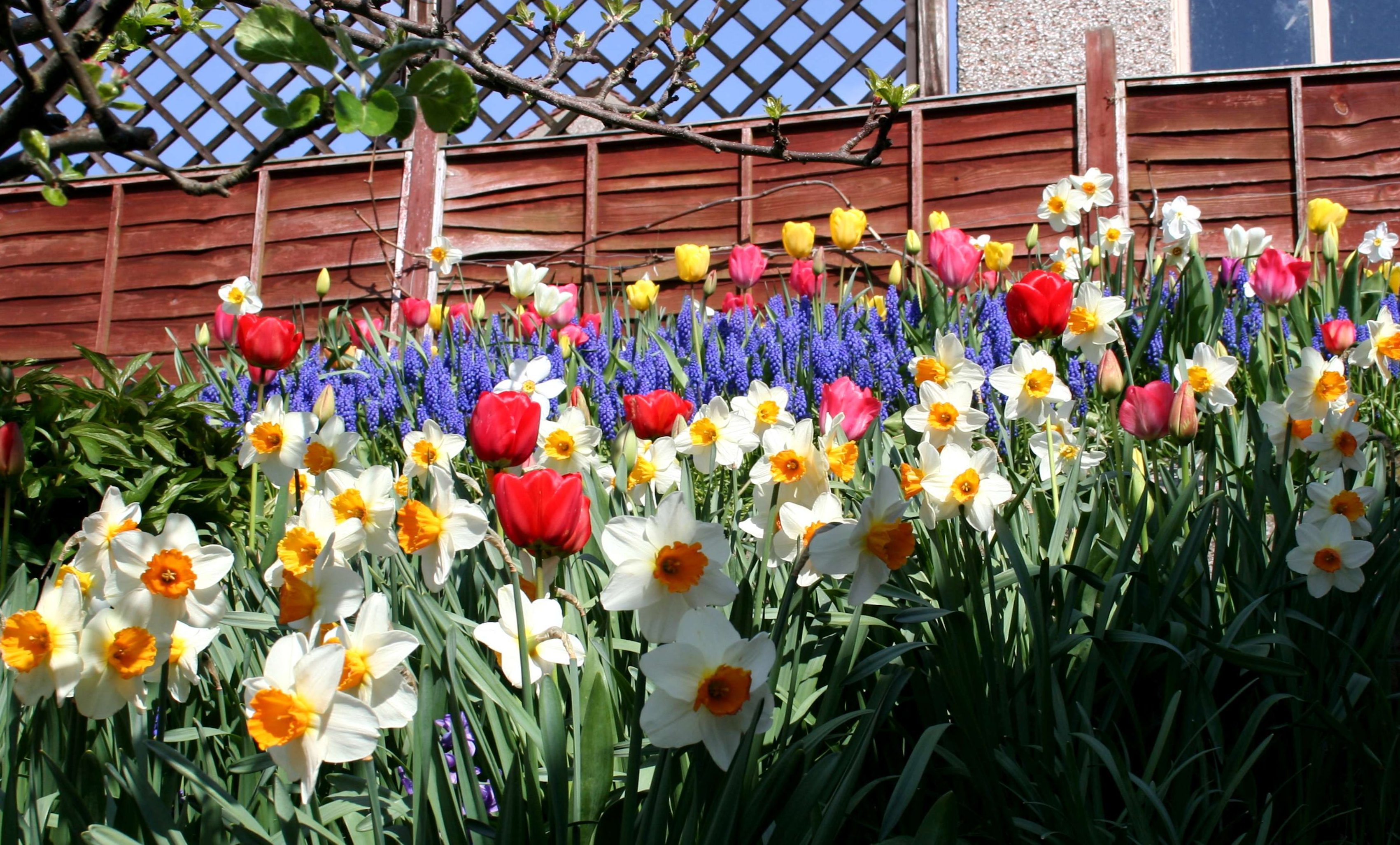 Early spring bulbs in flower