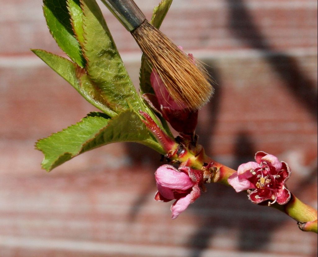 Hand pollinating peach blossom