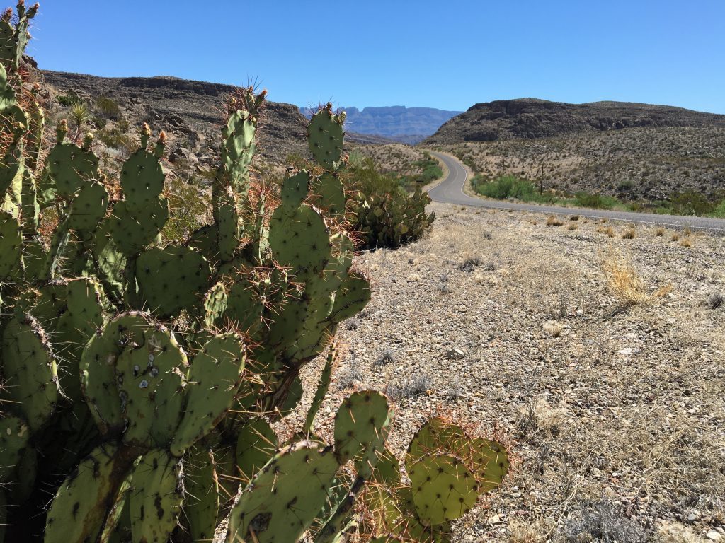 Cacti line the roadsides in the dry, arid Big Bend National Park