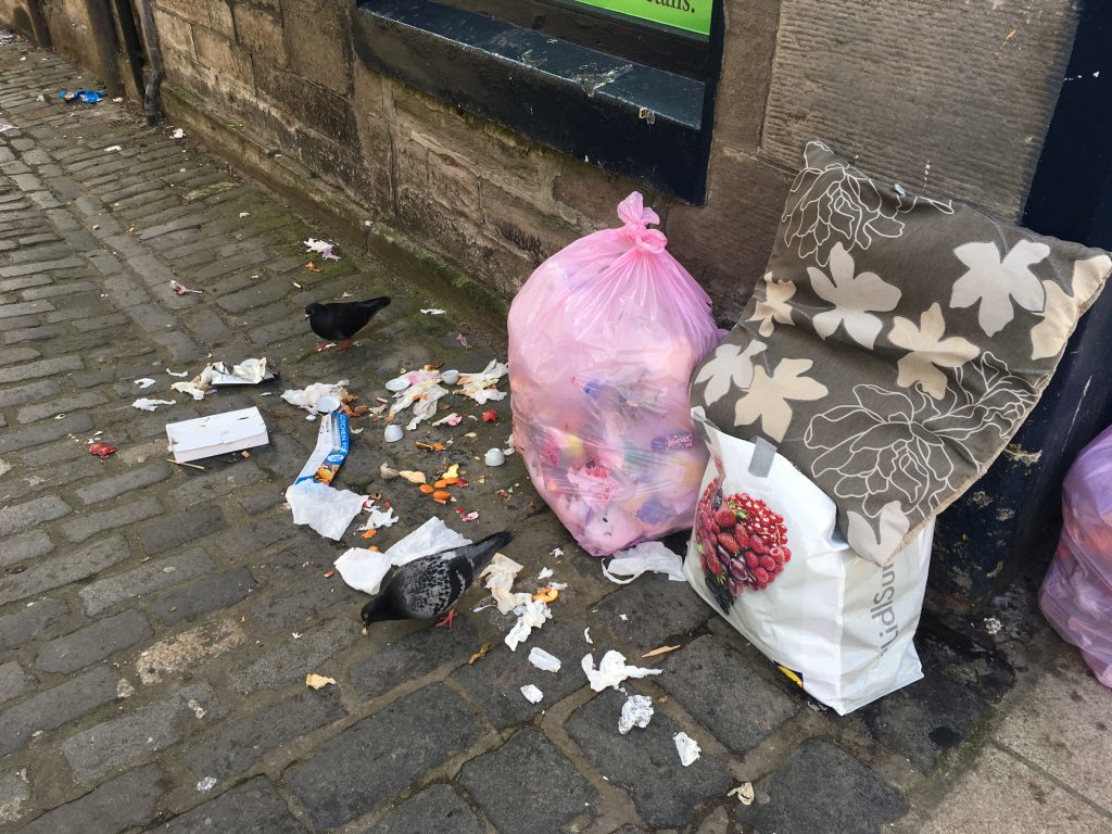 Pigeons feasting on the contents of rubbish sacks left out, near George Street.