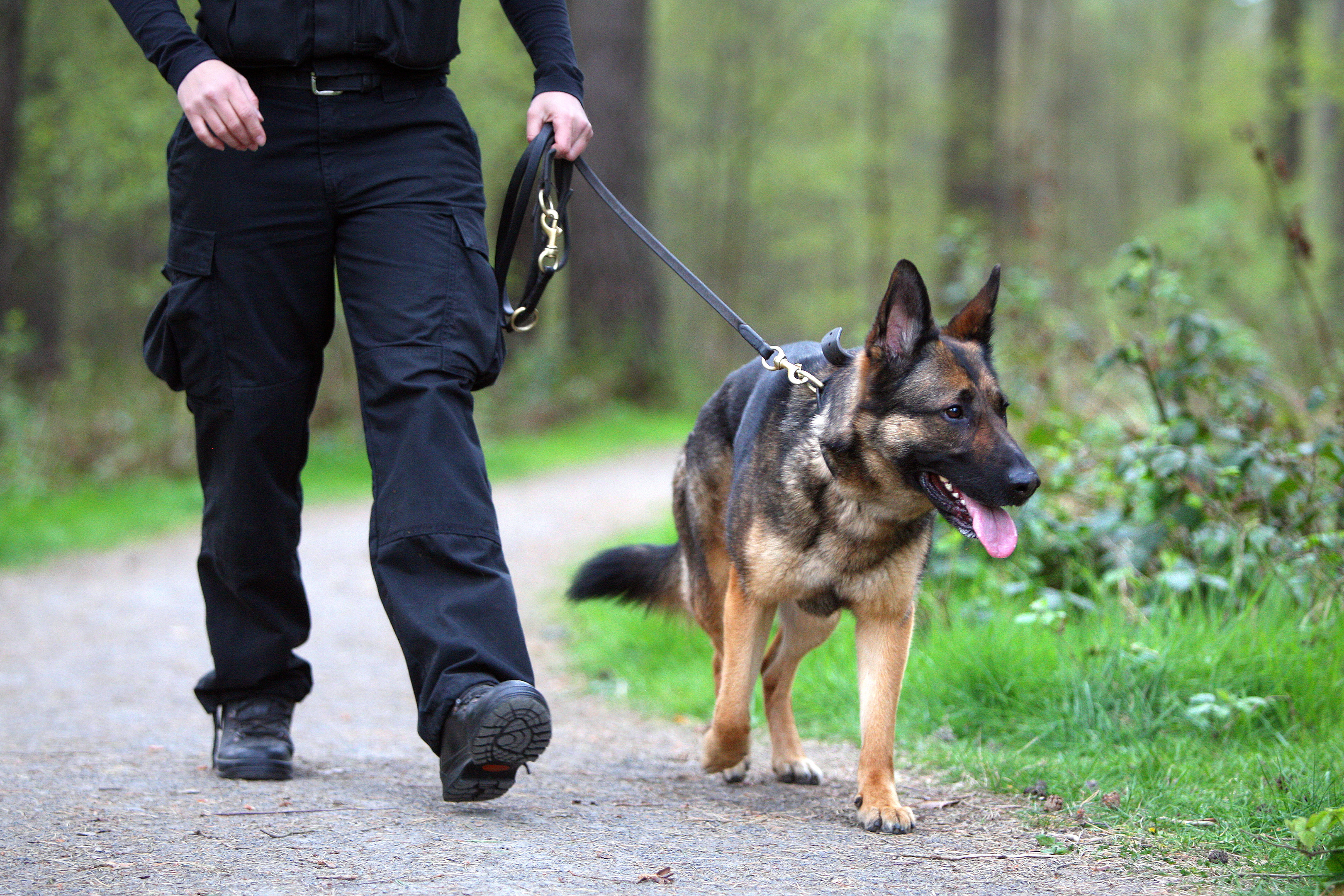 A helicopter and police dogs aided the search of Ladybank woods