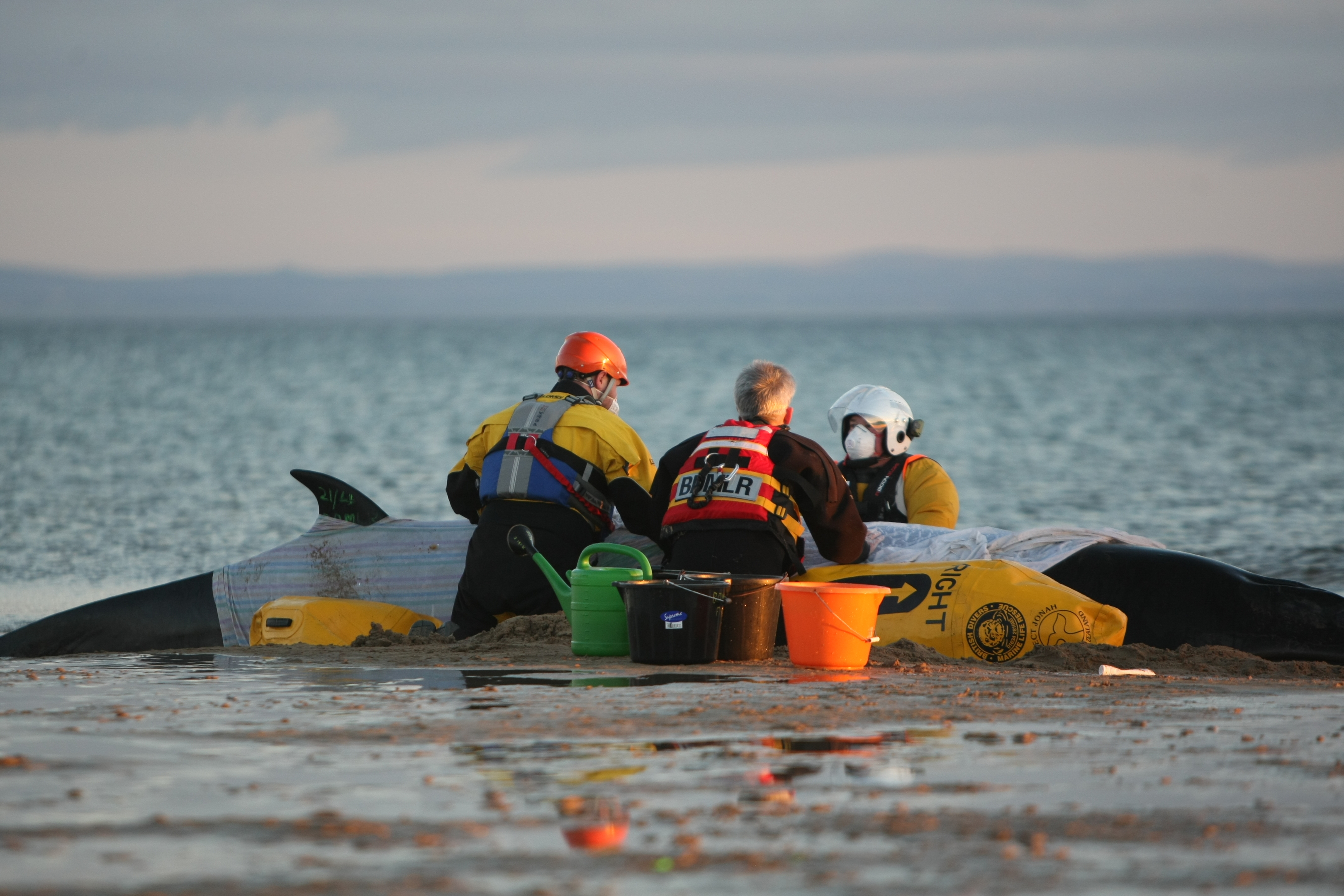 Rescuers attempt to save the minke whale stranded on Largo Bay