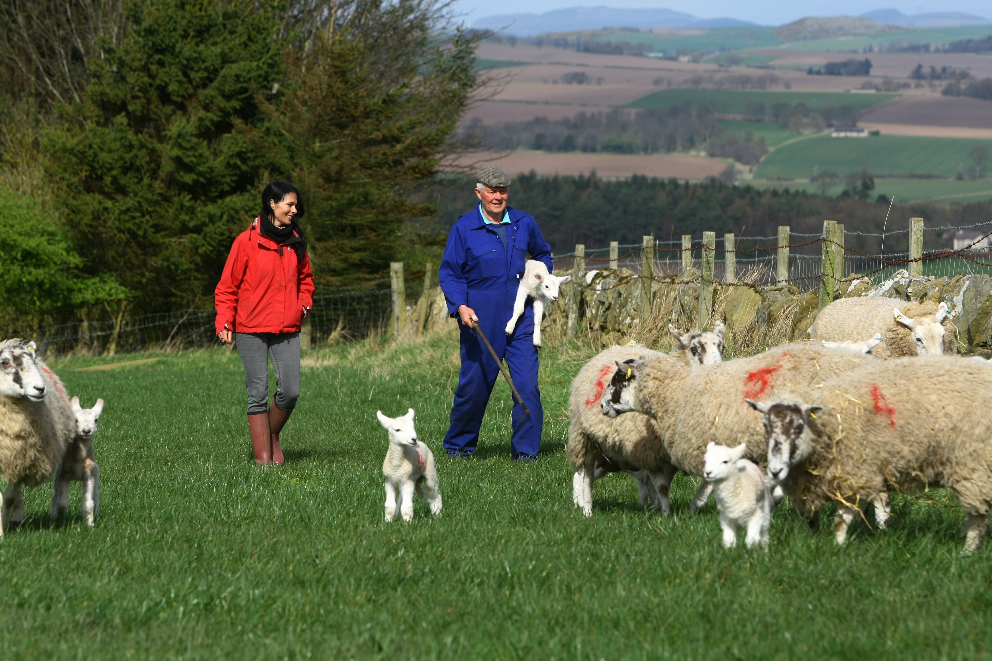 Gayle with farmer Ian Whiteford and some of the lambs and ewes in one of the fields at Hilltarvit Mains Farm near Cupar.