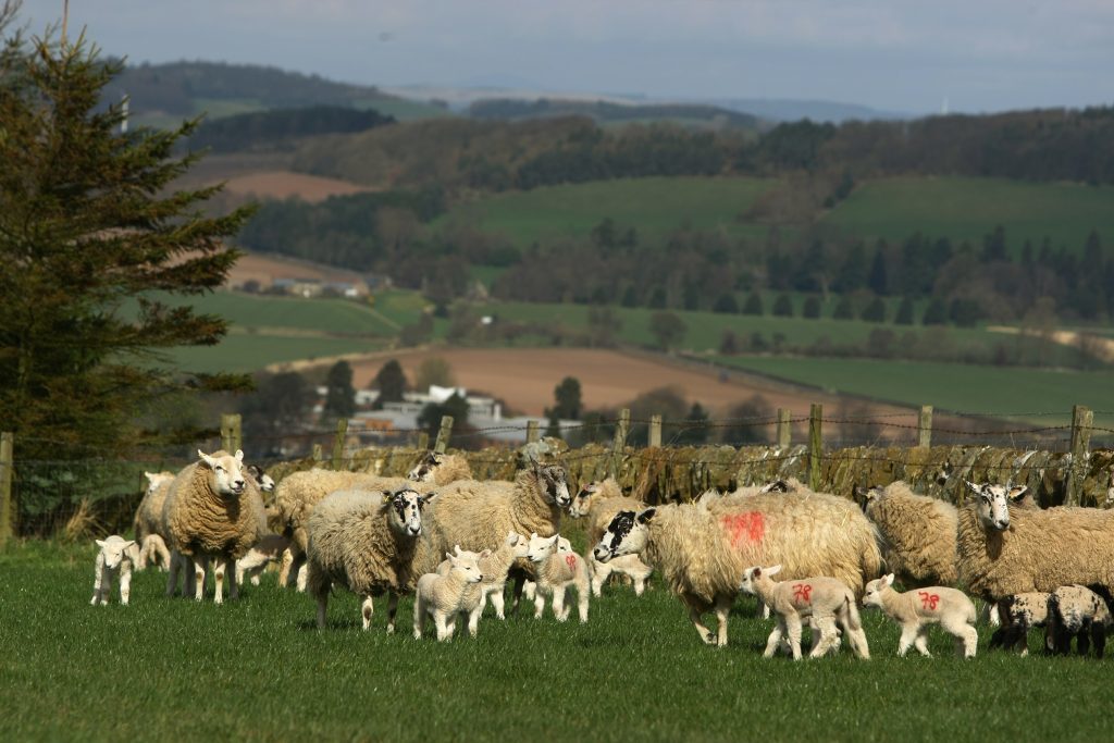 Lmbs and ewes in one of the fields at Hilltarvit Mains Farm.