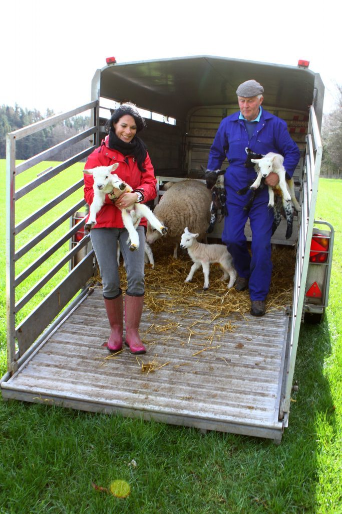 Gayle helps get a lamb into a field.