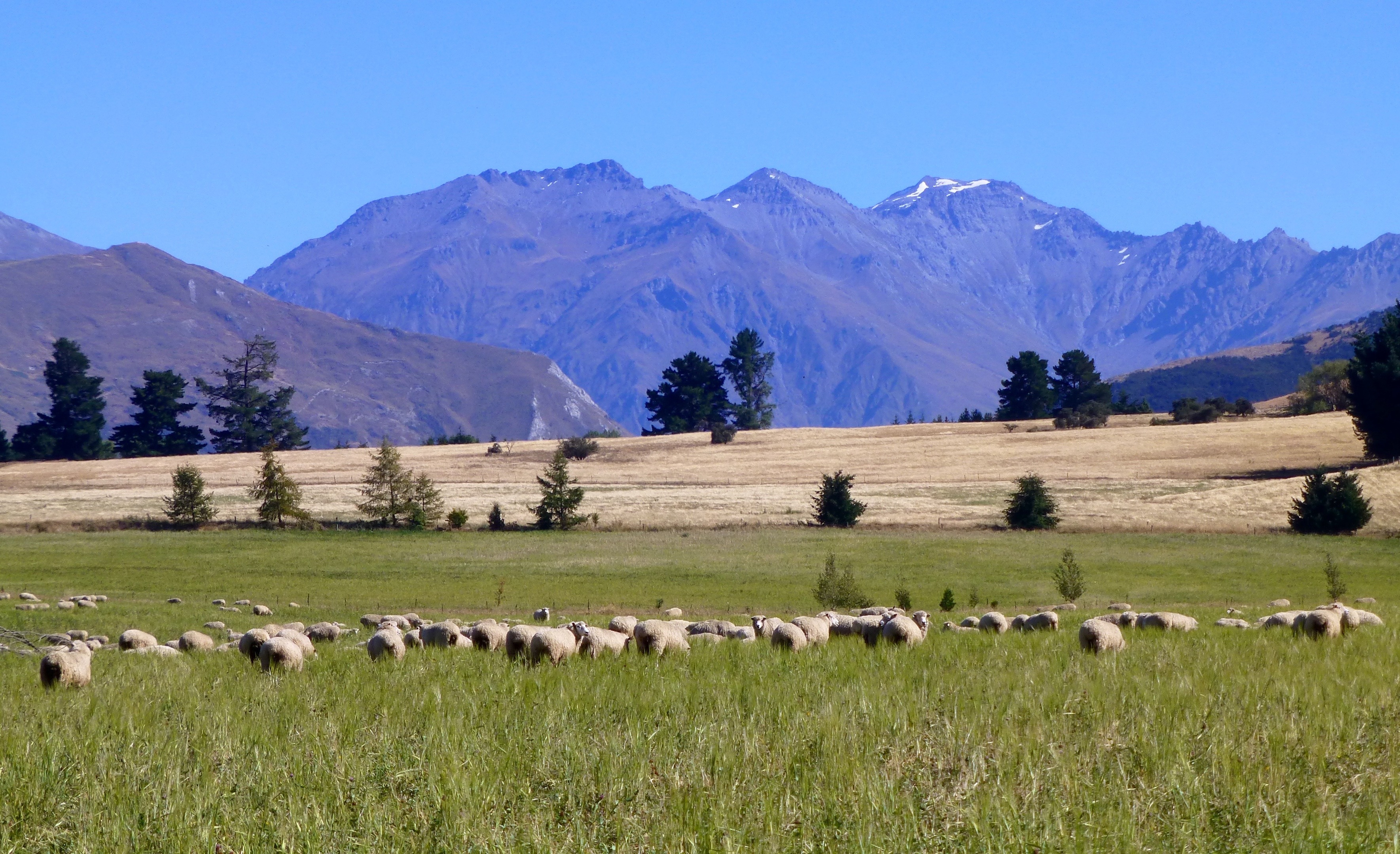 NZ sheep farmers have become more efficient wthout subsidies