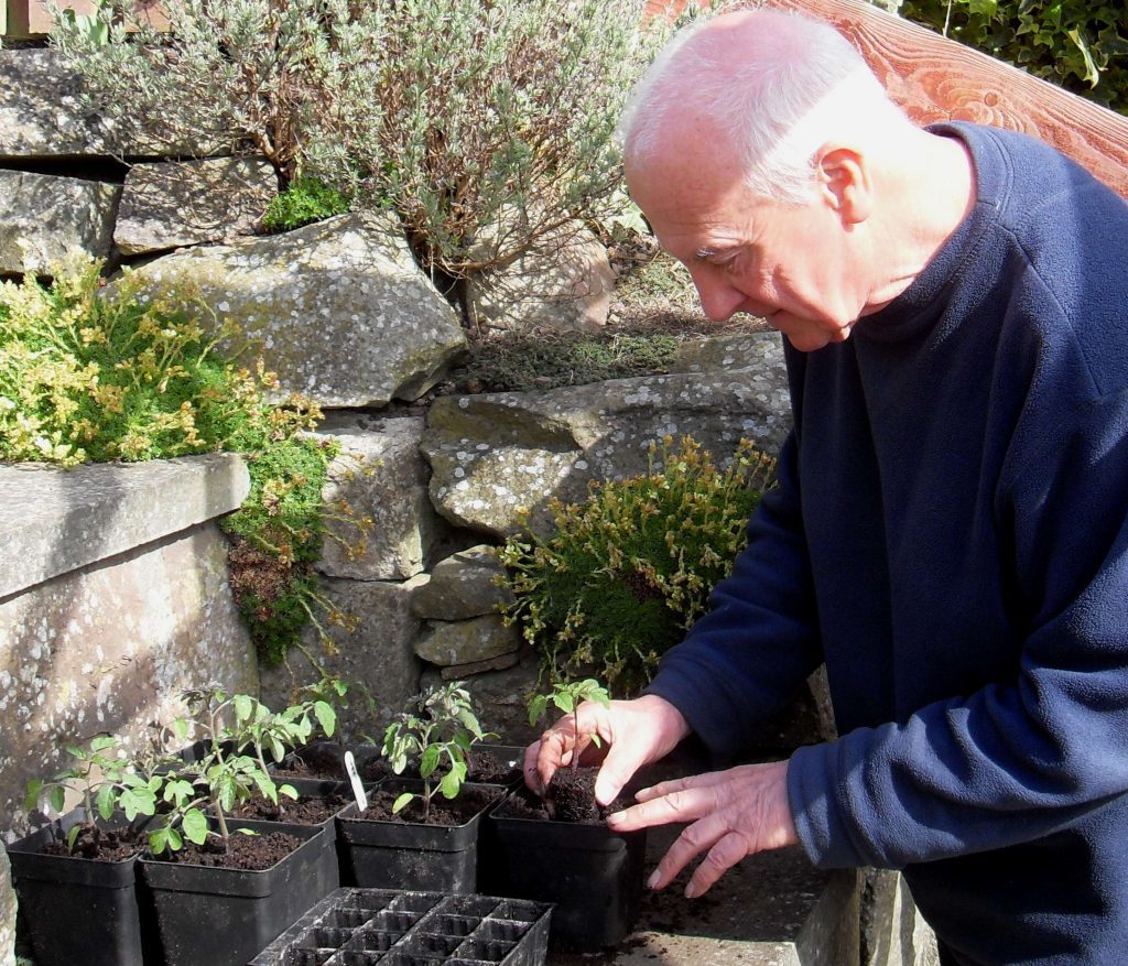 Potting up tomato seedlings