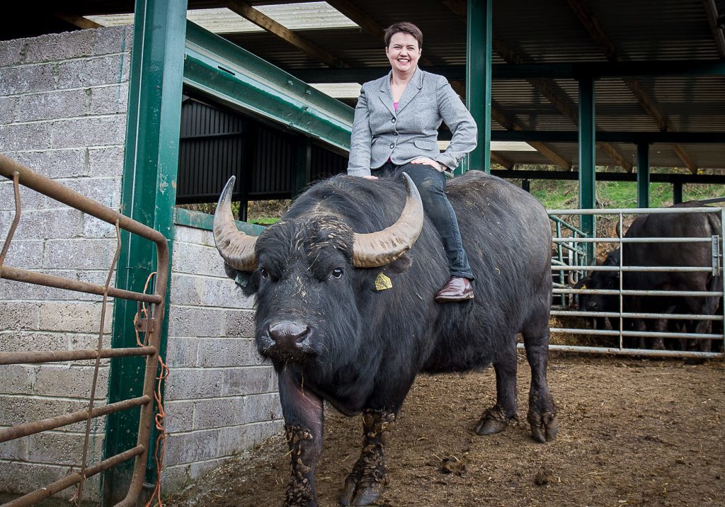 Leader of the Scottish Conservative party, Ruth Davidson, visited the Buffalo Farm in Auchtertool, Kirkaldy, Fife in May 2016. 