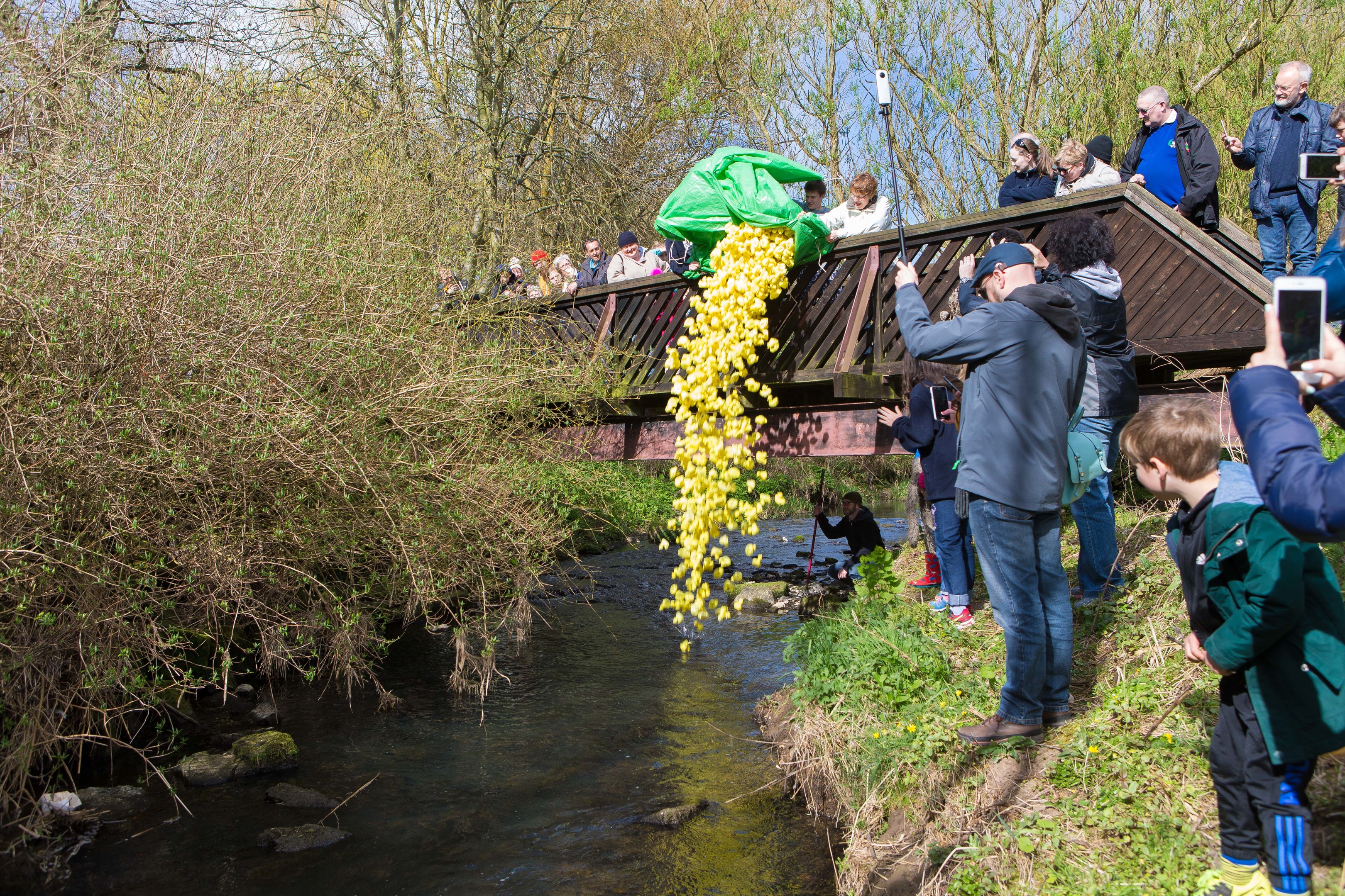 The crowd goes quackers as the duck race begins