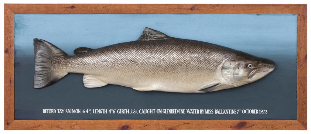 The British Record Salmon, Caught by Miss Ballantine on 7th October 1922. Estimated £3,000-5,000