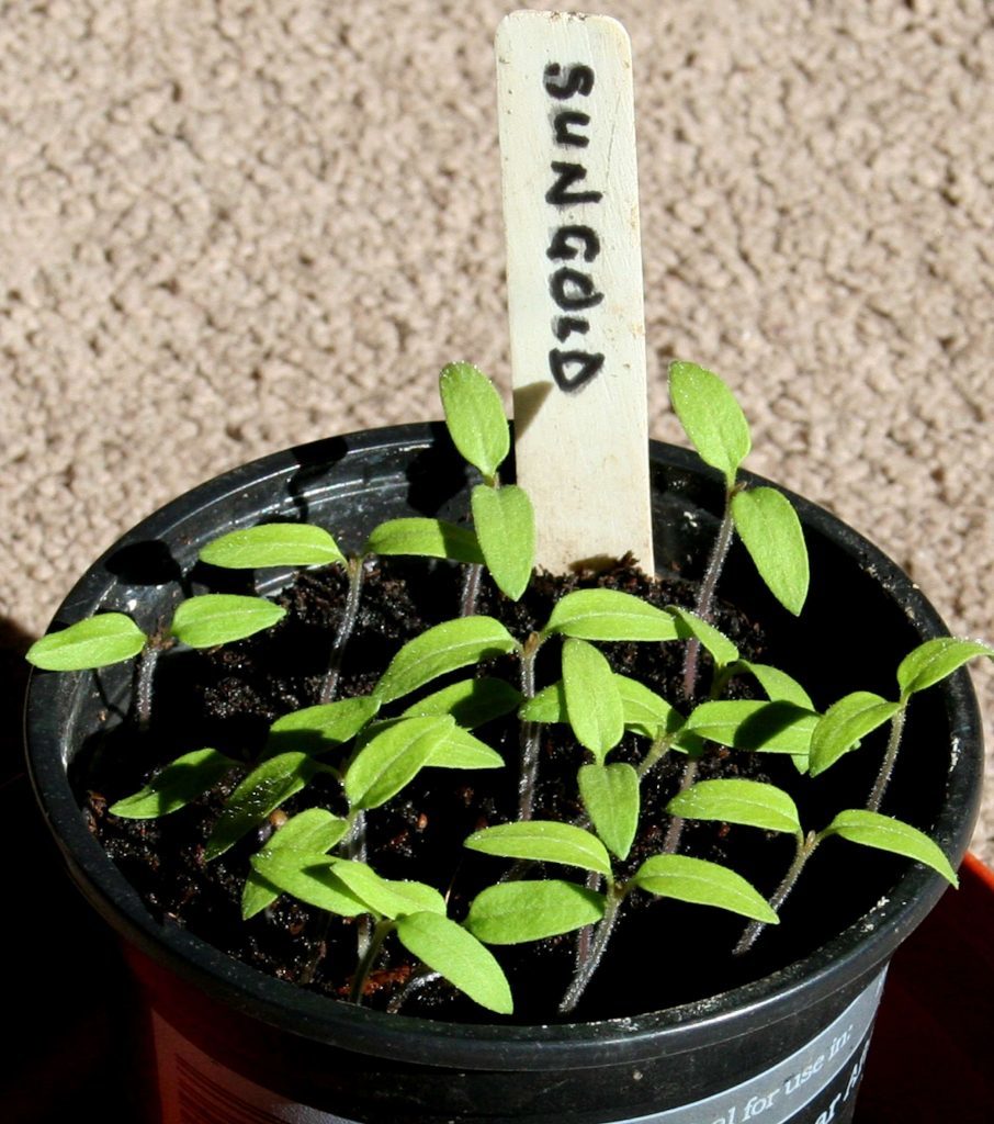 Tomato Sungold seedlings ready to prick out
