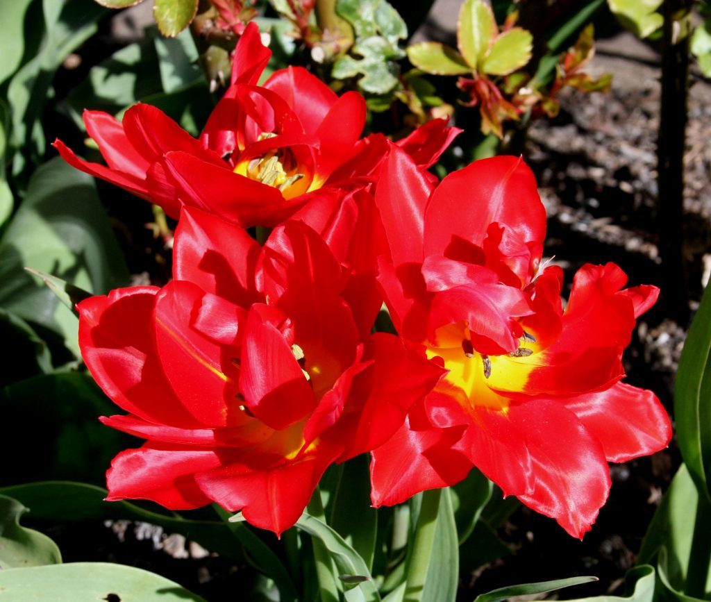 Tulip Abba