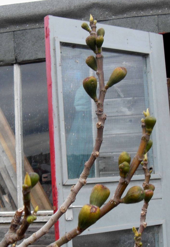 Young-figs-survived-in-the-mild-winter.