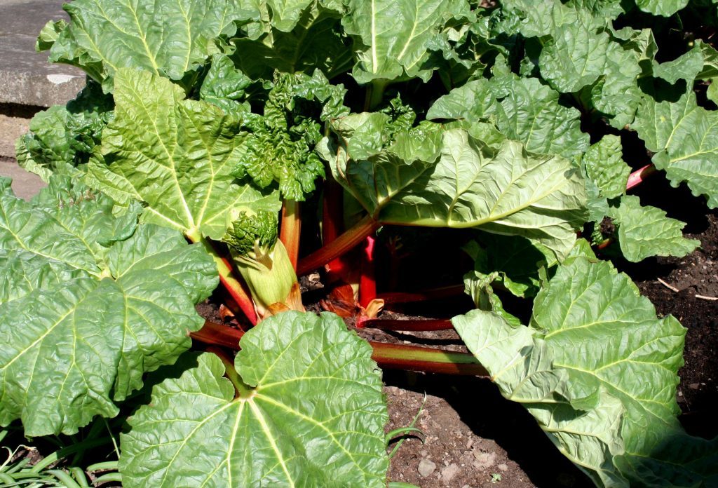 Young rhubarb ready to pick