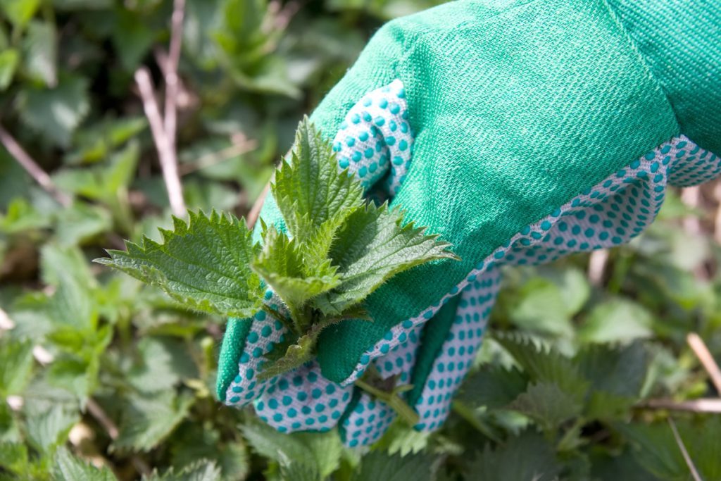 nettle and hand in gloves