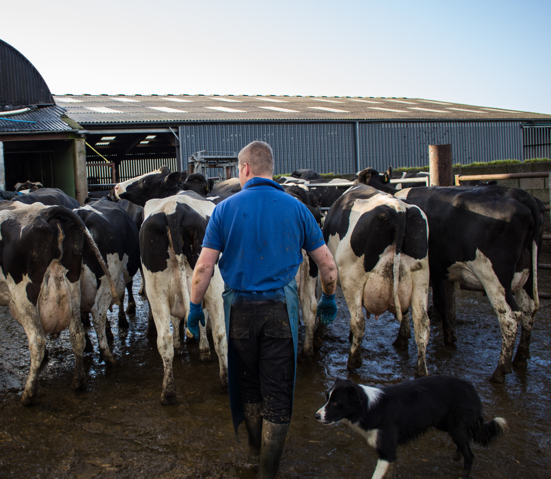 Dairy farmers' incomes were down by 97% in 2015-16