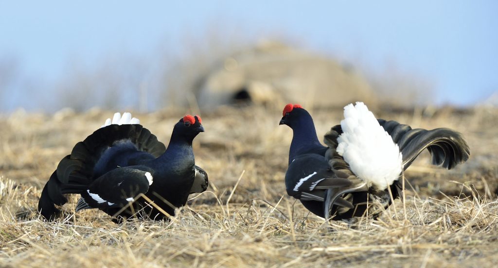 Lekking black grouses (Tetrao tetrix).