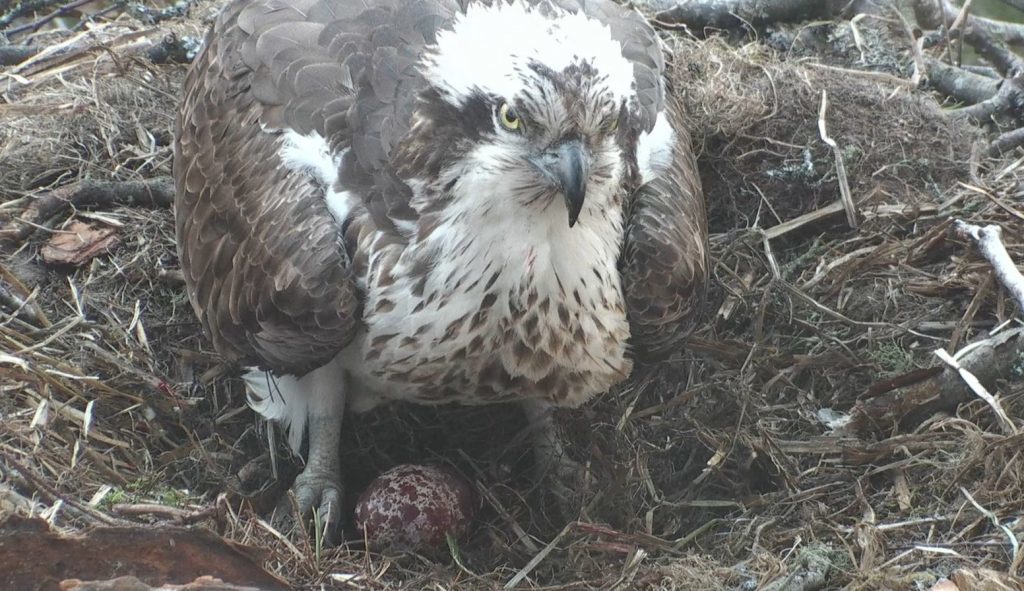 The osprey and egg at the Loch of the Lowes.
