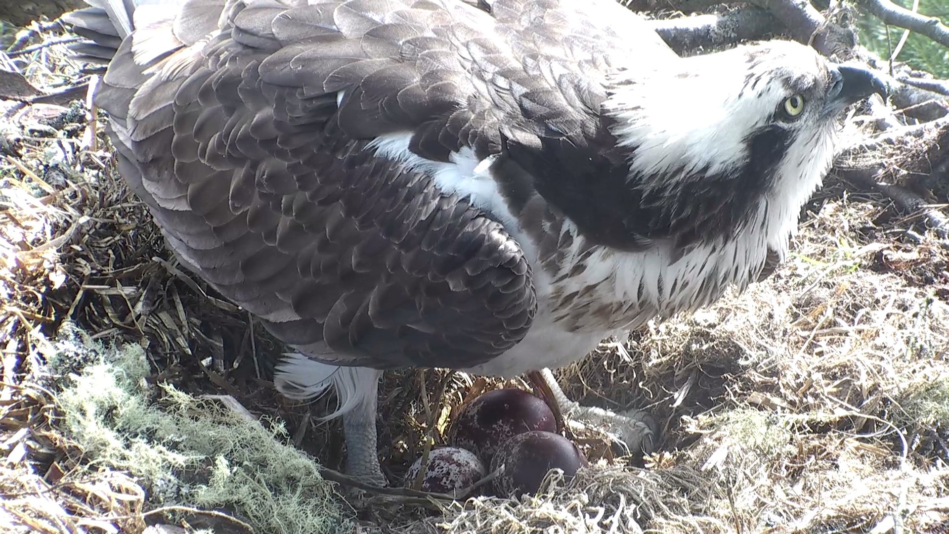 Three eggs at Loch of the Lowes.