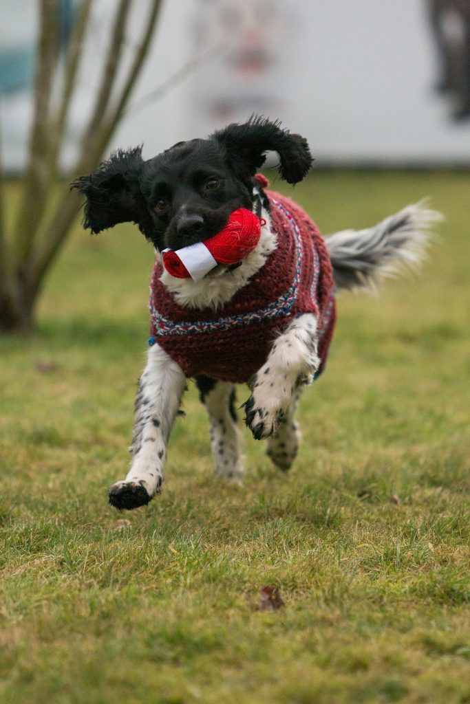 Scottish Dogs Discriminated Against For Colour Of Their Fur To Be Helped By Coats of Many Colours