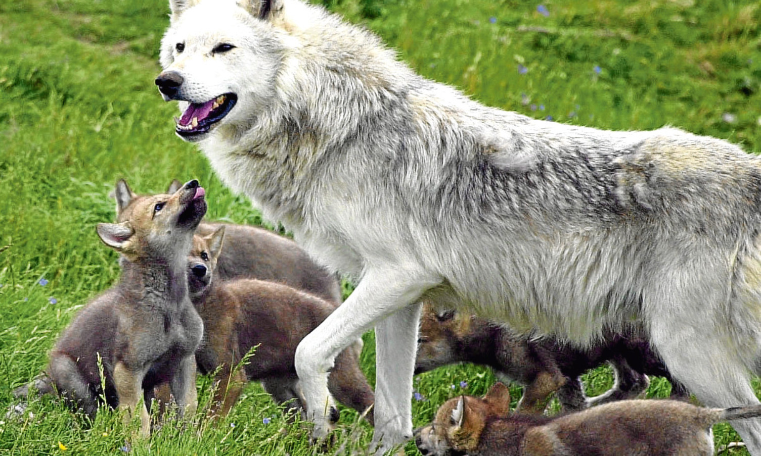 A wolf with cubs at Highland Wildlife Park, Kincraig, near Aviemore.