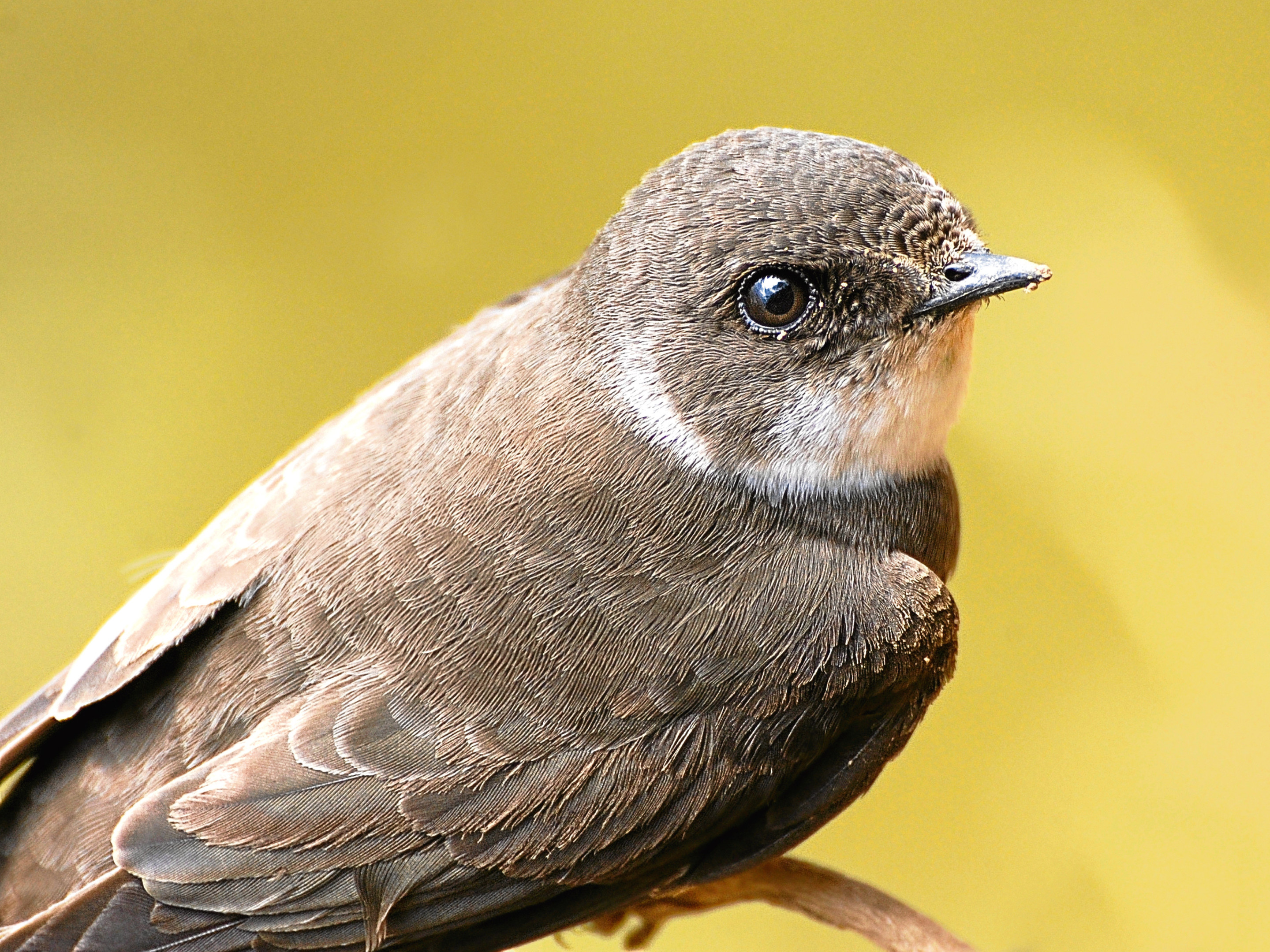 Sand martins gave Jim great joy on a working lunch.