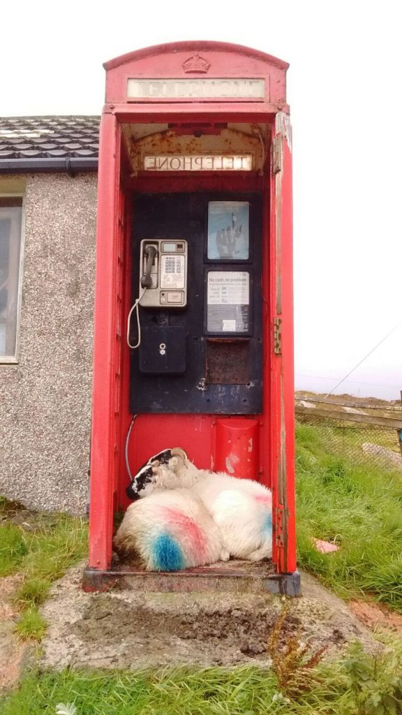 This phone box offers a welcome haven for sheep.