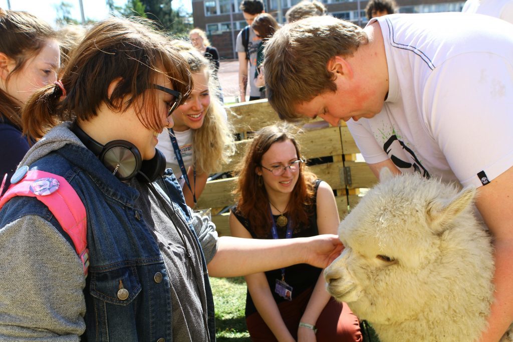 Students with the Alpacas at the University of Dundee today. 