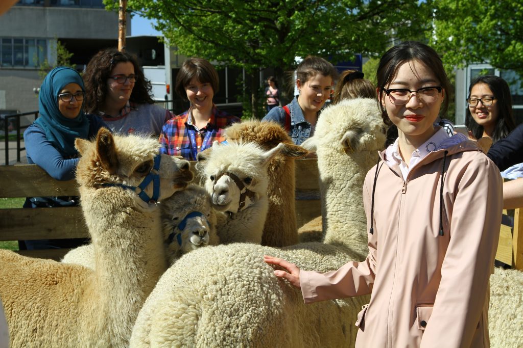 Student Qing Zhao during the de-stressing session with the Alpacas at the University of Dundee today. 