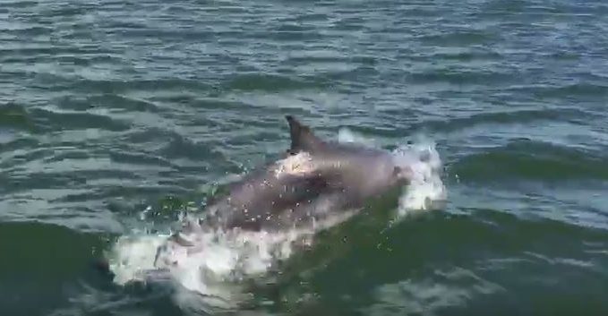 The pod of dolphins on the Tay. Screen grab from Pirate Boats Ltd's Facebook page.